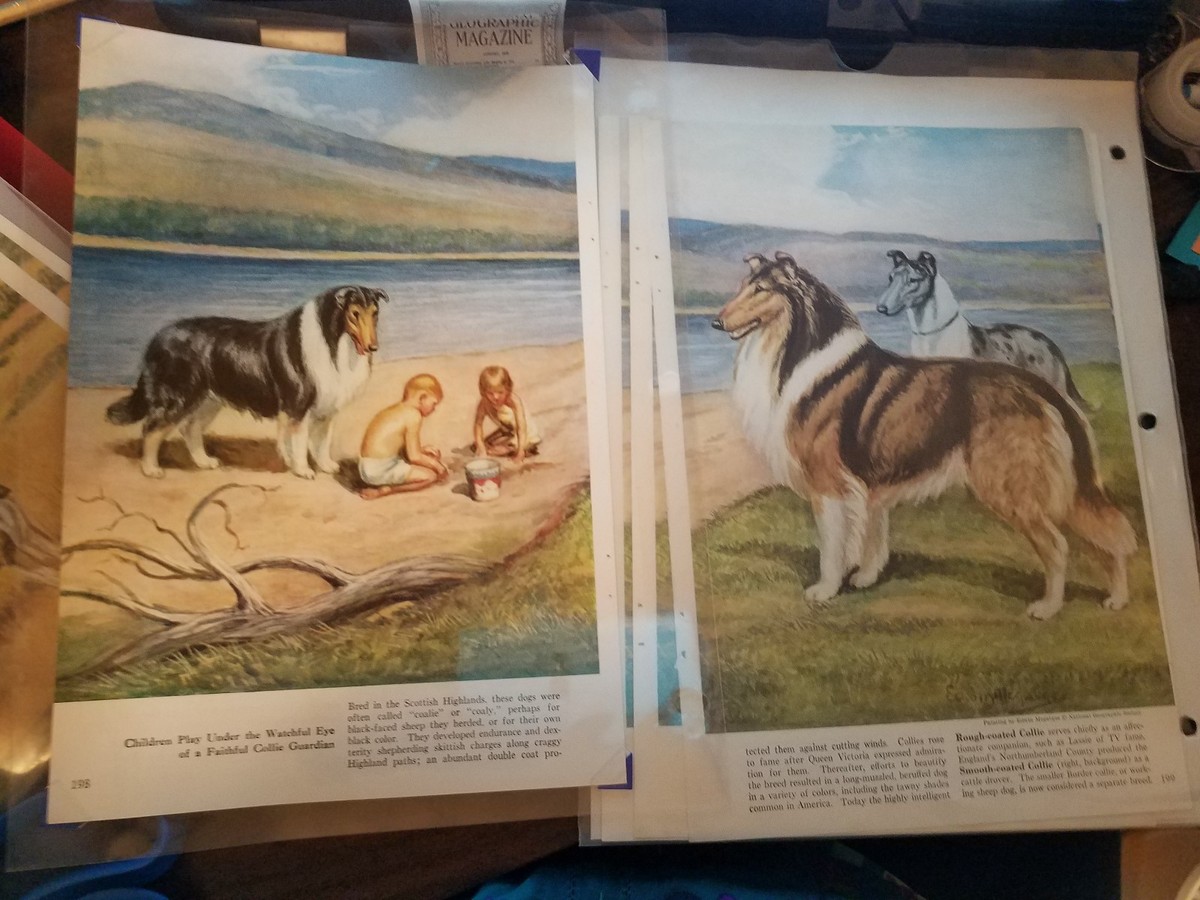 PAIR of Edwin Megargee Collie bookplates 1958 National Geographic