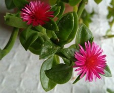 Baby Sun Rose, Aptenia cordifolia, Trailing Succulent, One Rooted Stem Cutting