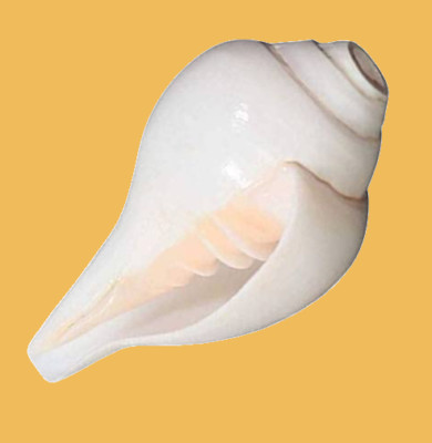 3'' Religious Hindu Diwali Havan Puja Blowing Conch Shell Bajanewala Puja Shankh