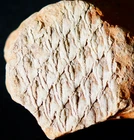 Rare very nice Carboniferous fossil plant lycopod tree Lepidodendron veltheimi