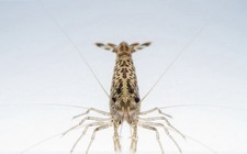 Amano Shrimp-ADULT-35-Pack Algae Eaters for Freshwater Aquariums-FREE SHIPPING 