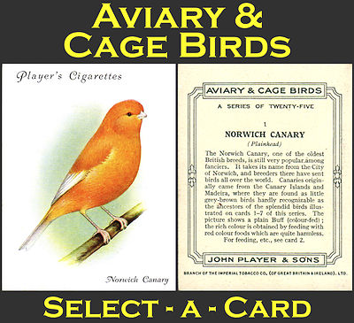 Spielervoliere & Käfigvögel (groß) - Select-A-Card