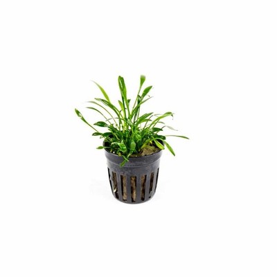 Cryptocoryne Parva Live Aquarium Plants BUY 2 GET 1 FREE