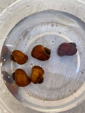 3 Chestnut Mystery Snails Pomacea Bridgesii Live Freshwater Snail - Plants