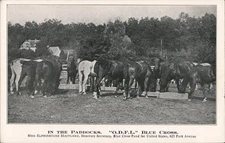 Horses Paddocks Antique Original Vintage Postcard
