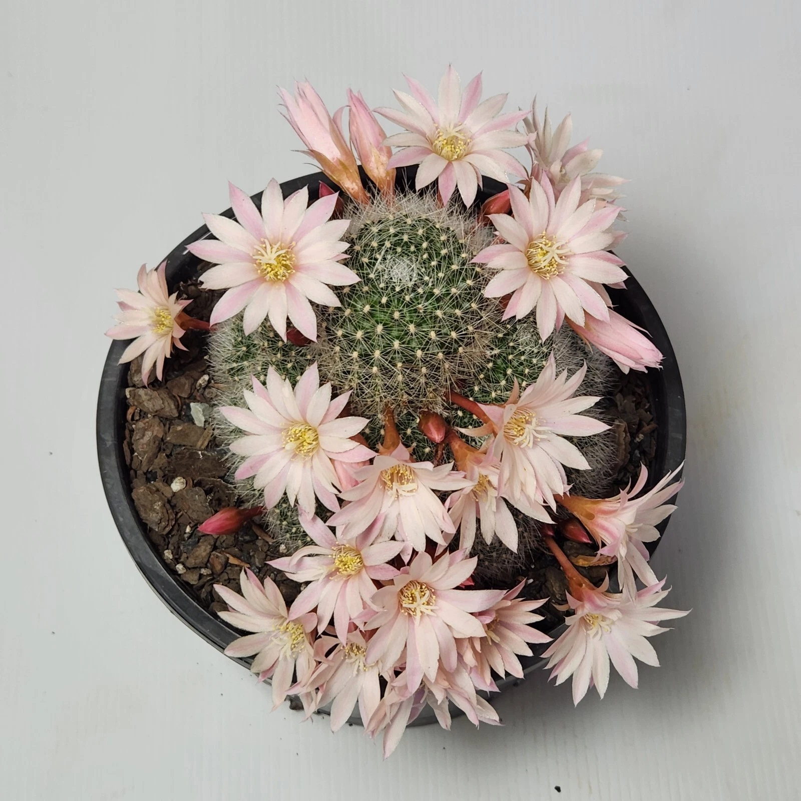 Picture 20 of 24
