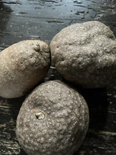 Air Potato Plant Bulb DIOSCOREA BULBIFERA Bulbs Plants (2PC) + 1 as FREE Gift 