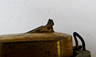 Edison Diamond Disc Phonograph Reproducer, Excellent Stylus, Poor Gold Finish — photo 4