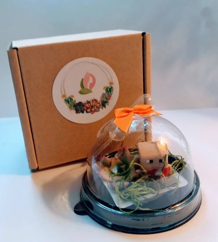 6 MINI ACTION KID, Terrarium Pods,Succulent Easy Care, Childrens Parties, Kids 6 - Picture 3 of 13