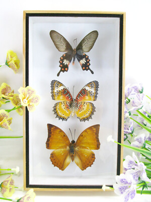 beautiful real stuffed butterflies 3D wall showcase entomology taxidermy n 01