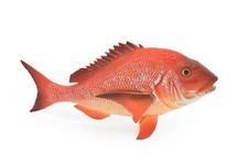 Red Snapper, Fish, Onaga, Rockfish, Realistic Rubber Model, Hand Painted Toy 7"