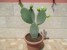 Albero di fico d'india con radici - Opuntia ficus indica