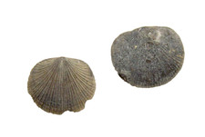 Ordovician Brachiopod fossil Resserella multisecta Eden Group Ohio #5