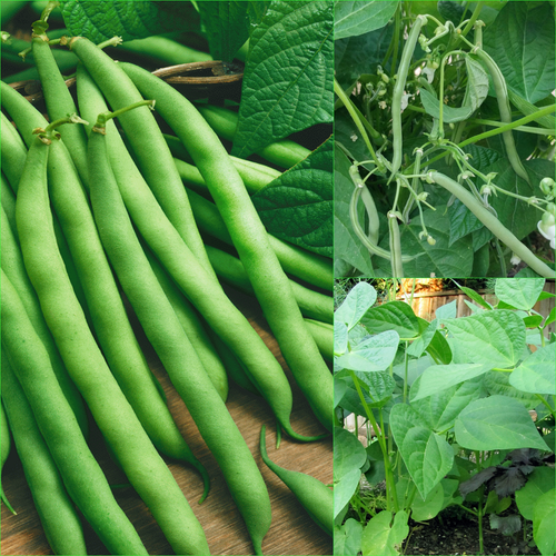Bean blue lake 25 Seeds Climbing Vegetable GARDEN Spring SUMMER - Picture 2 of 4