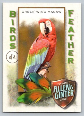 2021 Topps Allen and Ginter Birds of a feather BOF8-Green Wing McCaw