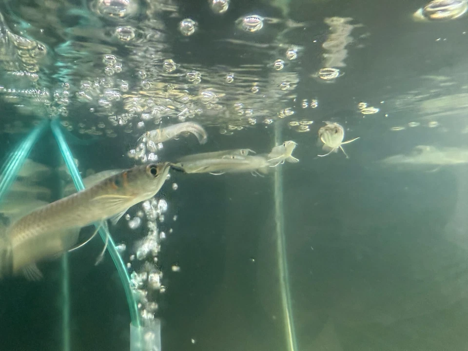 Silver Arowana 4-5” – Live Freshwater Predator Fish for Large Aquarium - Image 2 of 2