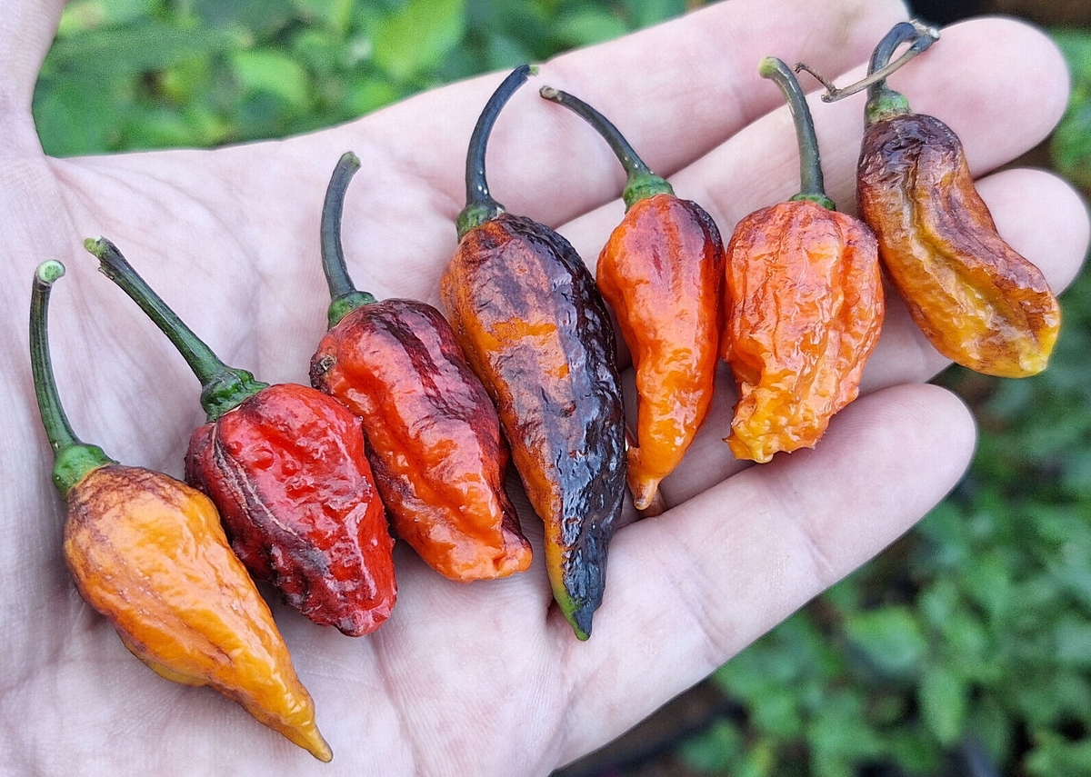 15 Semillas De Chile SWEET BLOOD – Variedad Dulce Italiana – Cultivo Exterior – Autoimpollinante