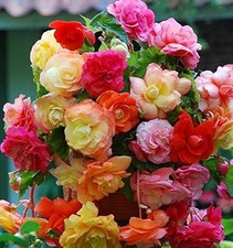 Begonia Trailing 'Splendide Mixed' WPC Prins Quality Bulbs/Tubers Pack x3  