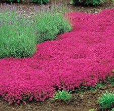 1000 Red Creeping Thyme Seeds -- Groundcover -- Non-GMO -- FRESH