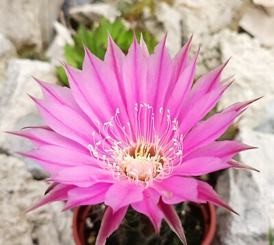 Echinopsis rare striped Purple hybrid cactus cacti suculent live plant free  gift | eBay
