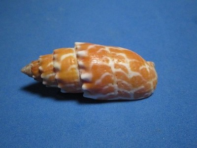 Mitra stictica (Link,1807) ''GIANT! SOLOMON ISLANDS (54.1mm)