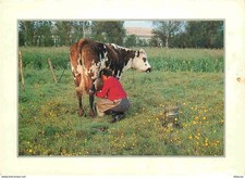 Carte Postale - Animaux - Vaches - Heure de la traite - CPM - Voir Scans Recto-V