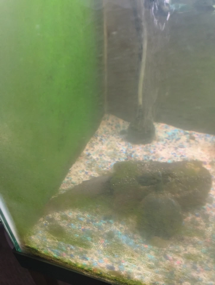 Tudo incluído para tanque de peixes de 40 galões e quatro peixes - Imagem 4 de 4