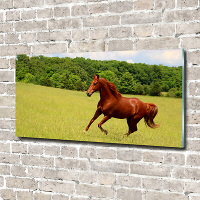 Acrylglas-Bild Wandbilder Druck 140x70 Deko Tiere Pferd auf der Wiese