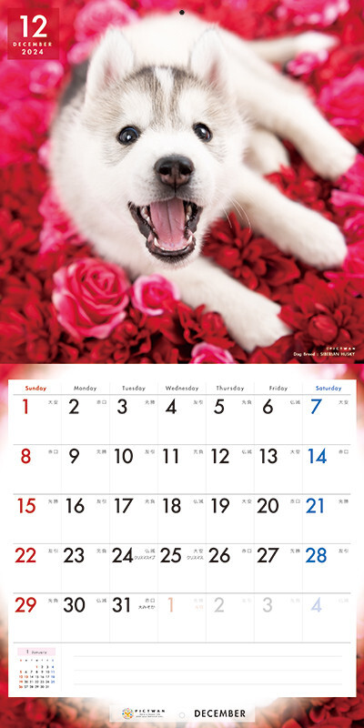 2024 Pictwan Dog Calendar Siberian Husky L | eBay