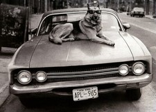 Cool HAPPY BIRTHDAY Card, German Shepherd Classic Car New York by Avanti   