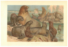 Foka grzywna LEW MORSKI Otaria flavescens rzadka tablica zdjęć chromolitografia 1880