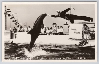 Marine Studios Marineland FL Dolphin Show Postcard RPPC Real Photo UNP