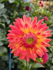 Dahlia "Fusion" Tubers - Vibrant Sunset Blooms, Cut Flower Favorite, Heirloom