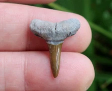 0.93" Lemon Shark (Negaprion) Fossil Tooth Bone Valley Florida