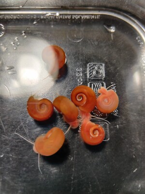 8+ Red/Orange Ramshorn Snails | eBay