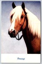 c1960s Berkeley California Domingo Horse Standard Arts Postcard