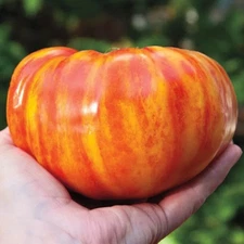 120+ BIG RAINBOW TOMATO SEEDS - HEIRLOOM - ORGANIC - NON GMO --FRESH --- RARE