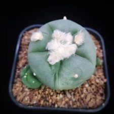 5,6cm Rzadki Astrophytum asterias WYSIWYG SeedGrown Butik