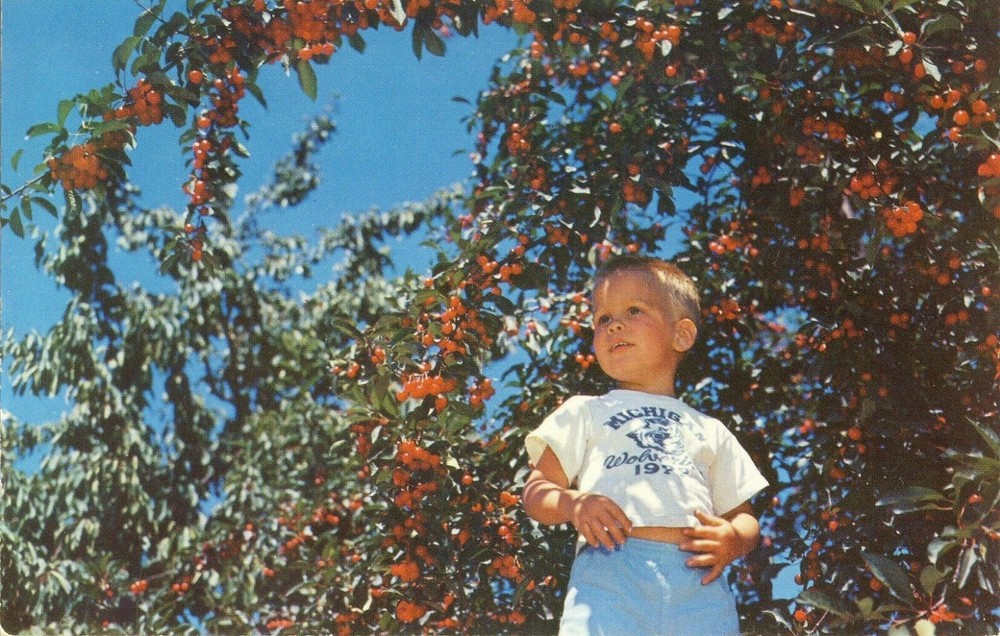 Explore Traverse City MI with Cherries Cherries More Cherries Chrome Postcard