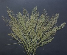 Natural Pressed Dried Flower Branches Leaves for Resin Art Card Making