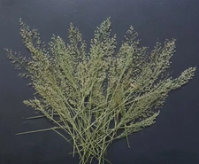 Pressed Branches Leaves Flowers Floral Art Resin Materials Card Making Materials