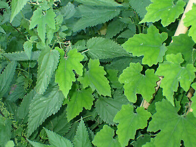 Hardy Snake Gourd Trichosanthes Japonica Hardy Vegetable Climber 7 Seeds Ebay