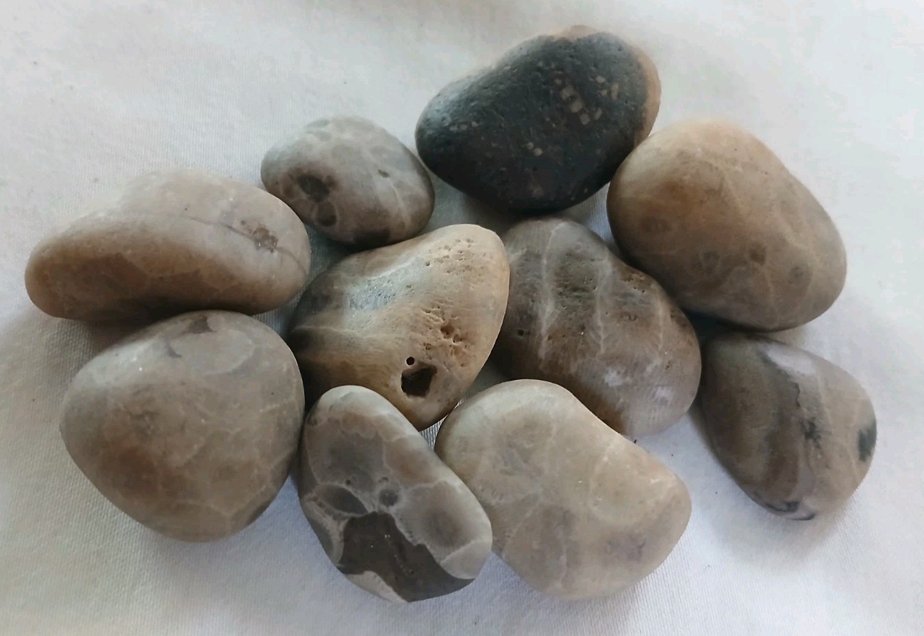 High Quality Michigan Petoskey Stones • 5oz Unploshed • Great Lakes Fossil Coral
