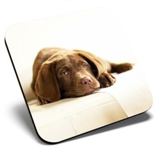Square Single Coaster - Brown Labrador Puppy Dog Pet  #21294