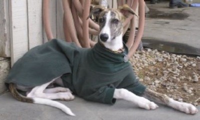 whippet jammies