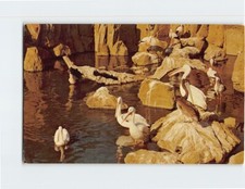 Postcard Pelicans & European Stork Busch Gardens Los Angeles California USA