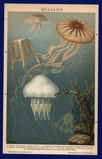 Litografia anno 1896 - meduzy meduzy pokrzywki meduza uszna pokrzywa meduza