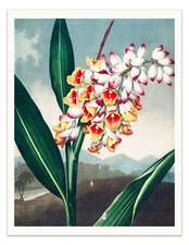 The Nodding Renealmia 1807 Temple of Flora Botanical Art Print - Wall Decor