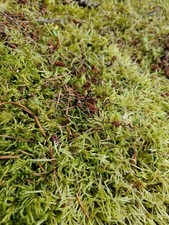 Live Fairy Garden Moss For Terrarium Or Vivarium 6 9 Ziplock Fresh Green Moist