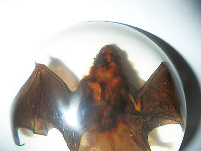 Chinese Pipistrelle Bat Animal Specimen in Clear Acrylic Lucite Paperweight NG